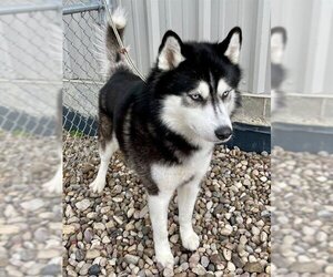 Small Alaskan Malamute