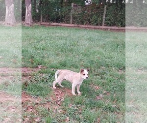 Mutt Dogs for adoption in Garden City, NY, USA