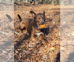 Labrador Retriever-Unknown Mix Dogs for adoption in Albemarle, NC, USA