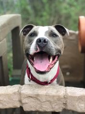 American Staffordshire Terrier-Unknown Mix Dogs for adoption in Allendale, NJ, USA