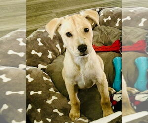Labrador Retriever-Unknown Mix Dogs for adoption in Lakewood, CO, USA