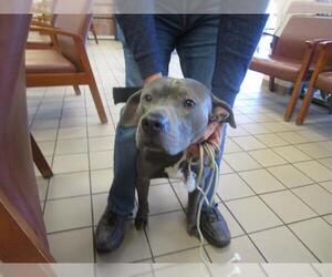 Staffordshire Bull Terrier Dogs for adoption in Ocala, FL, USA