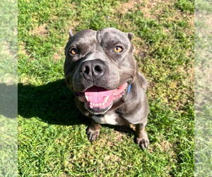 American Bulldog-Unknown Mix Dogs for adoption in Muskegon, MI, USA