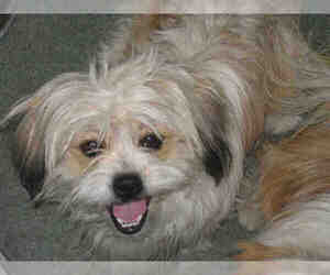 Lhasa Apso Dogs for adoption in Santa Fe, NM, USA