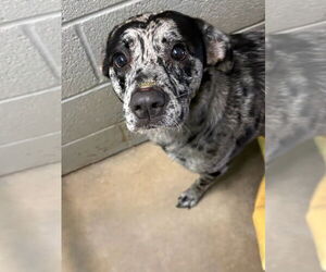 Australian Shepherd-Catahoula Leopard Dog Mix Dogs for adoption in Winter Park, CO, USA