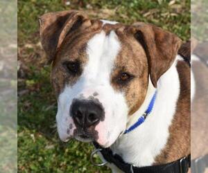 Staffordshire Bull Terrier Dogs for adoption in Nashville, IN, USA