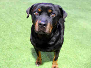 Rottweiler Dogs for adoption in Raleigh, NC, USA