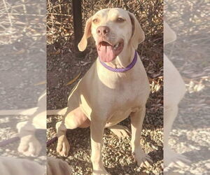 Mutt Dogs for adoption in Elmsford, NY, USA