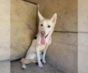 German Shepherd Dog-Unknown Mix Dogs for adoption in Fort Lauderdale, FL, USA