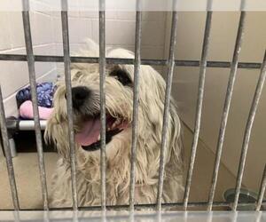 Bichon Frise Dogs for adoption in Santa Barbara, CA, USA