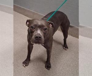 Mutt Dogs for adoption in Las Vegas, NV, USA