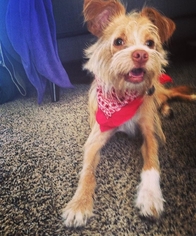 Mutt Dogs for adoption in Lakewood, CA, USA