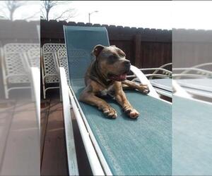 American Bulldog Dogs for adoption in Columbus, IN, USA