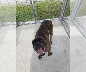 Boxer Dogs for adoption in Madison, IN, USA