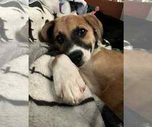 Beagle-Unknown Mix Dogs for adoption in Springdale, PA, USA