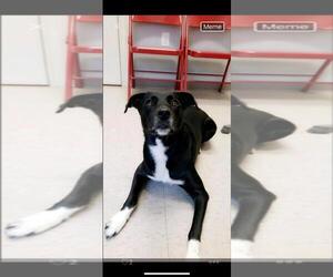 Sheprador Dogs for adoption in Gulfport, MI, USA