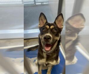 Siberian Husky Dogs for adoption in Downey, CA, USA
