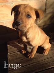 Medium Photo #1 American Staffordshire Terrier-German Shepherd Dog Mix Puppy For Sale in Boerne, TX, USA
