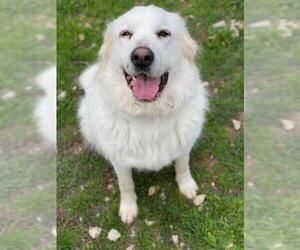 Golden Pyrenees Dogs for adoption in Oak Bluffs, MA, USA
