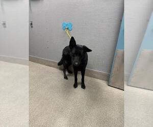 German Shepherd Dog-Unknown Mix Dogs for adoption in Las Vegas, NV, USA