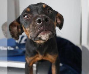 Mutt Dogs for adoption in San Antonio, TX, USA