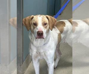 Labrador Retriever-Unknown Mix Dogs for adoption in Newton, NC, USA