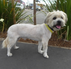 Lhasa-Poo Dogs for adoption in Los Angeles, CA, USA