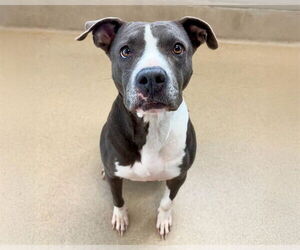 American Staffordshire Terrier-Unknown Mix Dogs for adoption in Raleigh, NC, USA