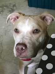 American Pit Bull Terrier-Labrador Retriever Mix Dogs for adoption in Spring Valley , NY, USA