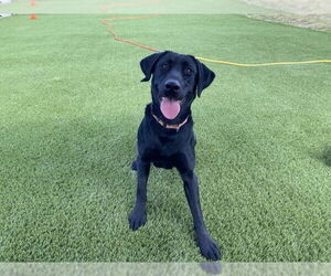 Labrador Retriever Dogs for adoption in Clovis, CA, USA