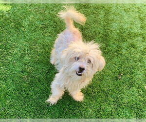 Maltese-Unknown Mix Dogs for adoption in Moreno Valley, CA, USA