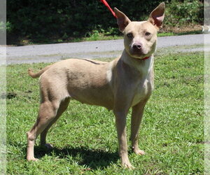Mutt Dogs for adoption in Prattville, AL, USA