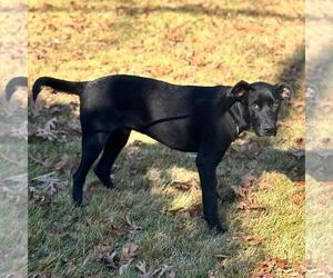Catahoula Leopard Dog-Labrador Retriever Mix Dogs for adoption in Yardley, PA, USA