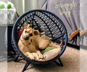 Chihuahua-Unknown Mix Dogs for adoption in Brooklyn Center, MN, USA