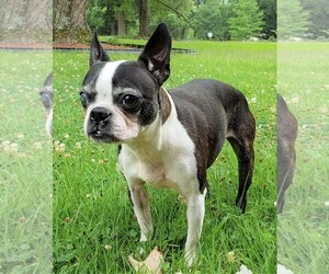 Boston Terrier Dogs for adoption in Genesee, WI, USA