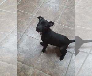 Mutt Dogs for adoption in Martinsburg, WV, USA