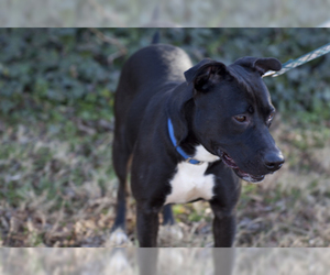 Labrador Retriever-Unknown Mix Dogs for adoption in Atlanta, GA, USA