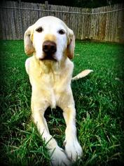 Labrador Retriever-Unknown Mix Dogs for adoption in Little Rock, AR, USA
