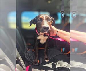 Labrador Retriever-Unknown Mix Dogs for adoption in Conroe, TX, USA