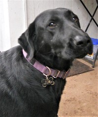 Labrador Retriever Dogs for adoption in Olalla, WA, USA