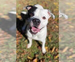 American Bulldog Dogs for adoption in Little Rock, AR, USA