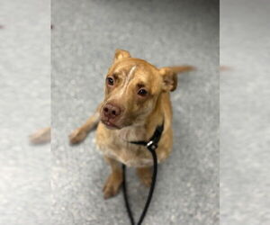 Mutt Dogs for adoption in Caldwell, NJ, USA