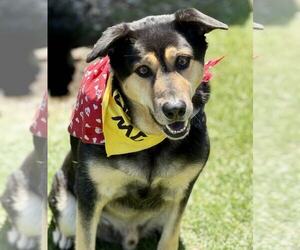 Medium Photo #2 Retriever -Unknown Mix Puppy For Sale in Spring Lake, NJ, USA