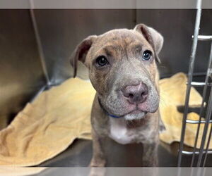 American Staffordshire Terrier Dogs for adoption in Rancho Cucamonga, CA, USA