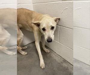 Basenji-Unknown Mix Dogs for adoption in Rosenberg, TX, USA