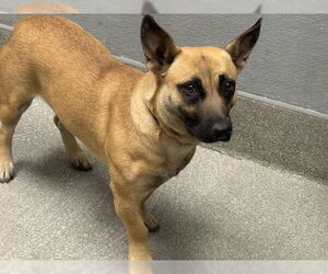 American Staffordshire Terrier-Unknown Mix Dogs for adoption in Las Vegas, NV, USA