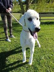 Poodle (Standard) Dogs for adoption in Trenton, MO, USA