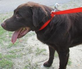 Mutt Dogs for adoption in Ozark, AL, USA
