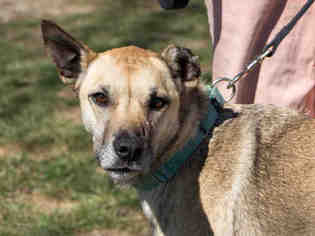 German Shepherd Dog-Unknown Mix Dogs for adoption in Maumee, OH, USA