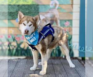 Siberian Husky Dogs for adoption in Pacific Grove, CA, USA